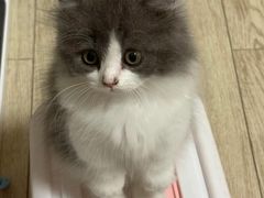 -欣宠猫屋·矮脚拿破仑·蓝金金渐层