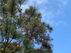 -南京市无想山景区