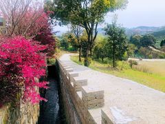 -龙坞茶村