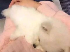 -伟伟宠物医院·CT影像中心·瑞派犬猫综合性门诊(汉口总院)