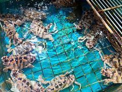 -海大大蒸汽海鲜餐厅·粤菜·特色小炒(欢乐颂店)