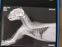 -康成宠物医院24H·CT·核磁共振