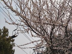 -香山公园