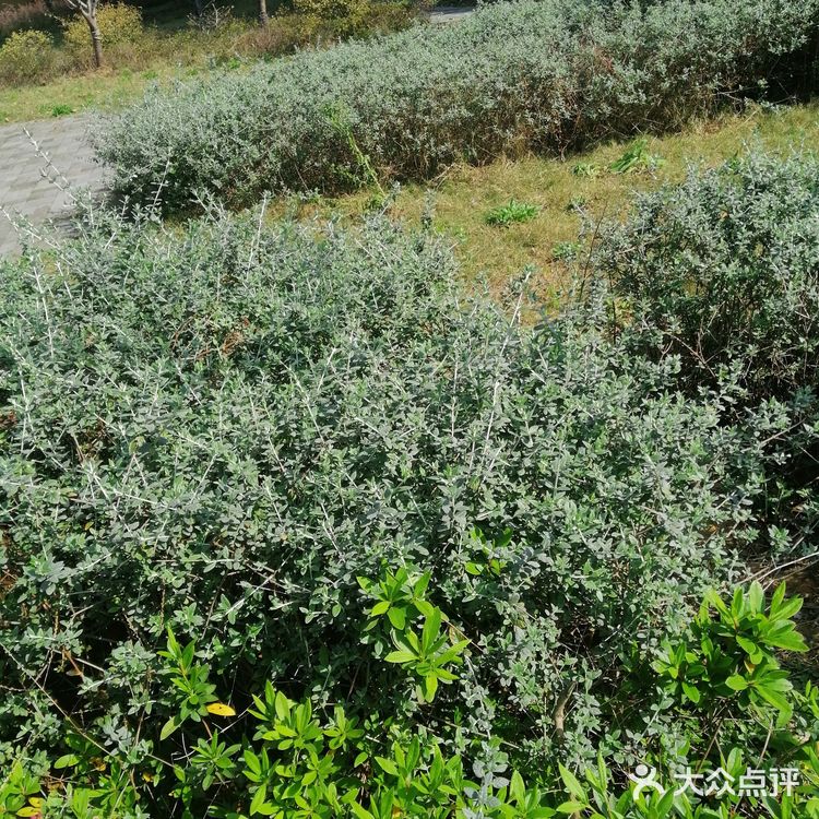 今个儿看到就已经长开了，梅红的花朵可美了