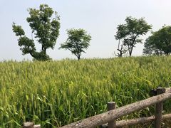 -同里国家湿地公园