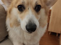 -豆柴町-柴犬主题狗咖(红鼎国际C座店)