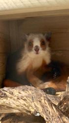 -Zoolung Zoolung动物主题公园(海信广场店)