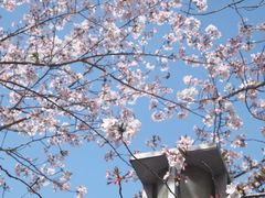 -高东镇樱花园