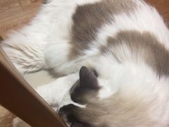 -白兔子密室(长寿路店)
