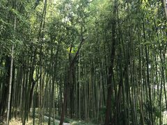 -黄海国家森林公园