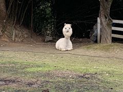 -都江堰玫瑰花溪谷