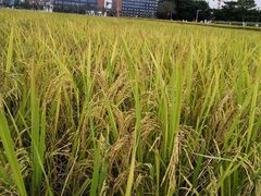 -光明小镇欢乐田园