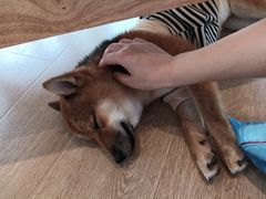 -南京Hallo宠物乐园·哈罗犬舍·柴犬繁育基地
