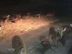 -清迈夜间动物园