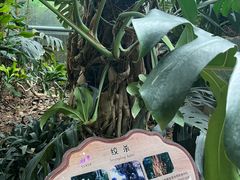 -南山植物园