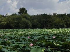 -长春市南湖公园