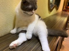 -more than meow吴止猫主题餐厅(承德 中船汇店)