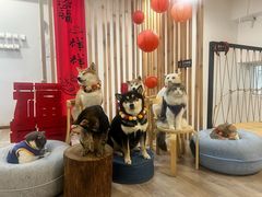 -柴迷FANS CLUB·柴犬狗咖·猫咖