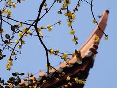 -苏州文庙(姑苏区)