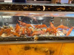 活牡丹虾-鮨匠·割烹料理(外滩店)