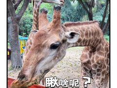 -广州长隆野生动物世界