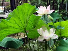 -陈家山荷花公园