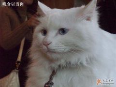 -Babycat私家御饼屋(龙头路一店)