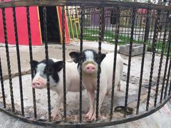 -上海滴水湖皇冠假日酒店