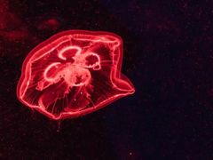-福州罗源湾海洋世界旅游区