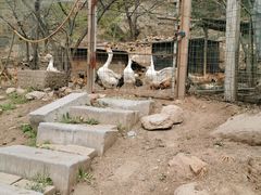-大岭沟猕猴桃谷风景区