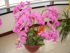 景点-上海鲜花港