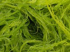 天然海草-刘记糟粕醋海鲜烧烤