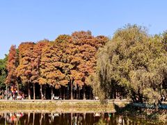 -金砂公园