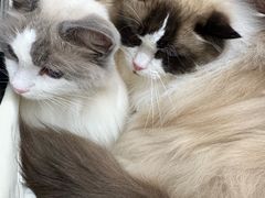 -FAELING PETS美天灵宠物(富力广场店)