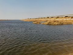 -大港湿地公园