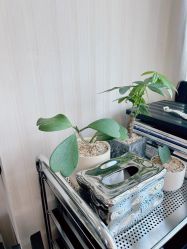 -EARNEST 奕橙造型
