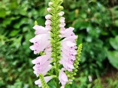 -原鄉本味 楚菜 丹江口鱼(北苑店)