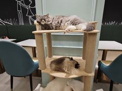 -安格丽娜·狗咖·猫咖羊驼咖(春熙路百盛商场店)