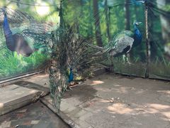 -荆州中山公园动物园