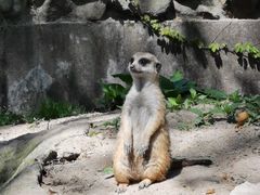 -上海野生动物园