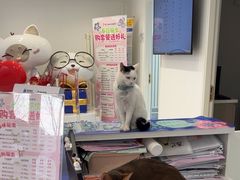 -喜多萌中农锦绣动物医院24H·猫科·牙科MRI·CT