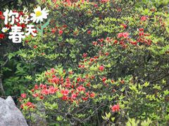 -大围山国家森林公园