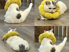 -柴迷FANS CLUB·柴犬狗咖·猫咖
