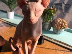 -猫小院猫主题咖啡厅(北锣店)