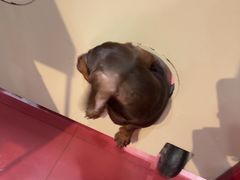 -和它·交个朋友·狗咖猫咖(爱琴海店)