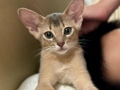 -欣宠猫屋·矮脚拿破仑·蓝金金渐层