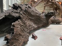 -上海自然博物馆