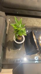 -BRANS PORO布朗斯伯勒西装高级定制·瑞璞西装(金陵店)