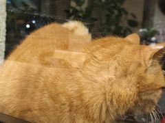 -COTTON CAFE(德信·中外公寓店)