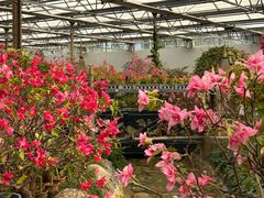 -南宫五洲植物乐园